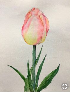 a watercolor painting of a pink and yellow tulip