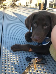 a brown dog laying on top of a metal floor next to a bunch of keys