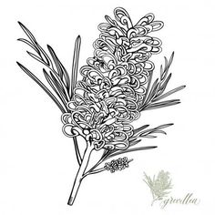 Botanical Art Drawing, Wildflower Drawing, Australian Wildflowers, Australian Flowers, Australian Native Flowers, Native Flowers, Australian Plants, Australian Native Plants, Australian Flora