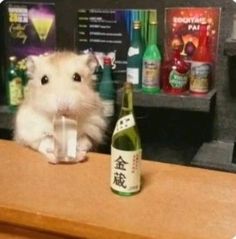 a hamster is sitting on the counter next to a wine bottle and liquor bottles