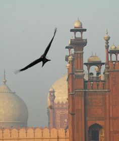 a large bird flying over the top of a building with domes and minarets