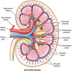 an image of the anatomy of the heart and its major vessels, including the occipitus