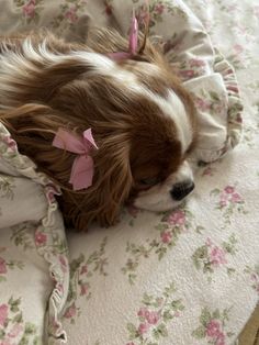 a small brown and white dog laying on top of a bed covered in pink flowers