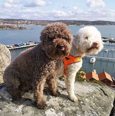 two dogs sitting on top of a rock near the water