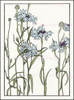 an illustration of blue flowers with green stems in the foreground and a white background