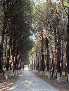 the road is lined with many trees and has no cars on it or people walking down one side