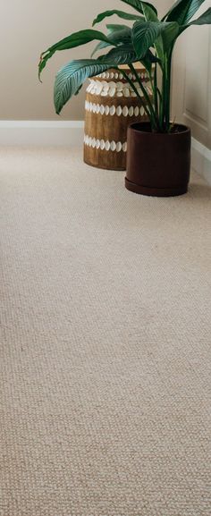 two potted plants sit on the floor in front of a white wall and beige carpet