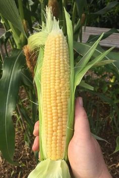 a person holding up a corn cob in their hand