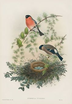 two birds sitting on top of a tree branch next to a nest filled with eggs