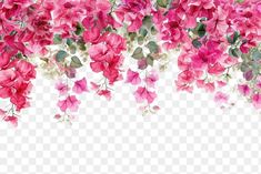 pink flowers on a white background with no background, hd png downloads to be used