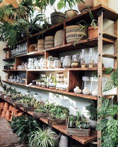 a shelf filled with lots of potted plants on top of wooden shelves next to each other