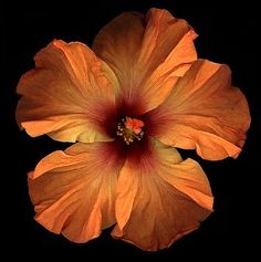 an orange flower on a black background