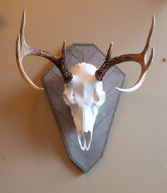 an animal's skull mounted on the wall with antlers and other things around it