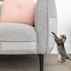 a cat standing on its hind legs in front of a grey couch with pink pillows