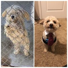 two pictures side by side one has a dog wearing a tie and the other has a shirt