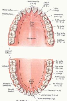 Dental Morphology Anatomy, Study Tips For Dental Students, Dental Anatomy Study, Dental Anatomy Notes, Dental Terminology Cheat Sheet, Dental Charting Symbols, Dental Morphology