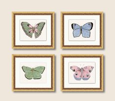 four framed pictures with different colored butterflies on them