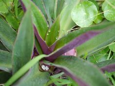 an image of some plants that are growing in the grass with water droplets on them