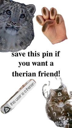 there are three different items that say save this pin if you want a siberian friend