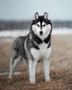 a black and white dog standing on top of dry grass