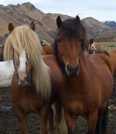 several horses are standing in the dirt with mountains in the backgrouds behind them