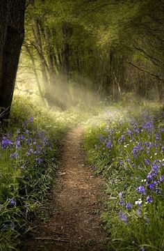 a path in the woods with blue flowers