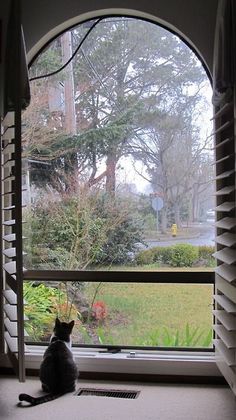 a cat sitting in front of a window looking out at the yard and trees outside