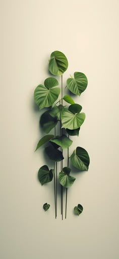 a group of green leaves hanging from the side of a wall