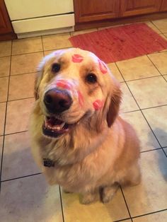 a dog sitting on the kitchen floor with his face painted like a heart and paw prints