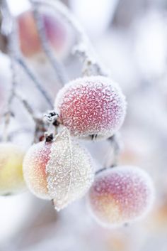 the fruit is covered in frost on the tree branch with berries hanging from it's branches