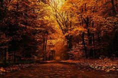 a dirt road surrounded by trees with leaves on the ground and in the foreground