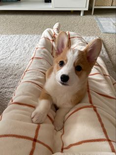 a brown and white dog laying on top of a blanket