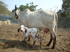 a cow and its baby are standing in the dirt