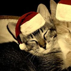 a cat wearing a santa hat sleeping on top of a bed with his eyes closed