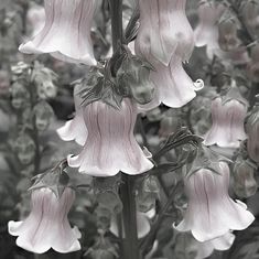 the flowers are blooming very close together in this black and white photo by itself