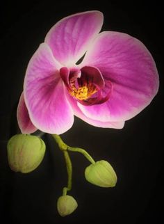 a pink flower and buds on a black background