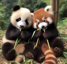 two panda bears sitting on the ground eating bamboo