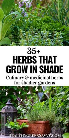 herbs that grow in shade culinary and medical herbs for shade gardens