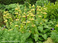 some very pretty yellow flowers in the middle of some green plants and bushes with bluebells