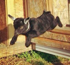 a small black dog jumping into the air