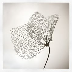 a large leaf is shown in black and white, against a gray sky with no clouds