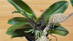 a plant with green leaves and white flowers in a blue pot on a wooden table