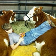 a young boy laying on the ground between two brown and white cows in a pen