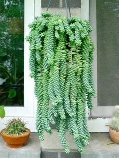 a green plant hanging from the side of a house