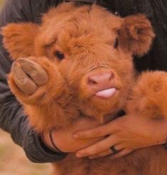 a man holding a baby cow in his arms while it's being held by someone