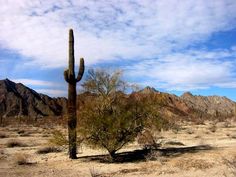 a cactus in the desert with mountains in the background