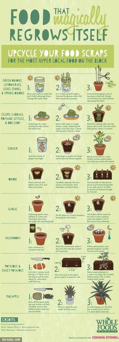 a poster showing the different types of plants and how to use them for gardening tips