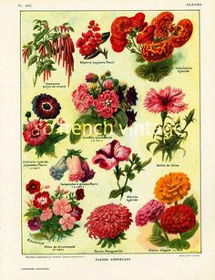 an illustration of different types of flowers