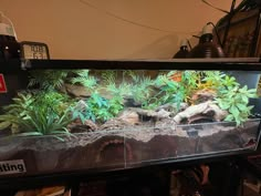 an aquarium filled with plants and rocks on top of a table next to a lamp