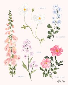 four different types of flowers are shown in this illustration, including pink, white and blue